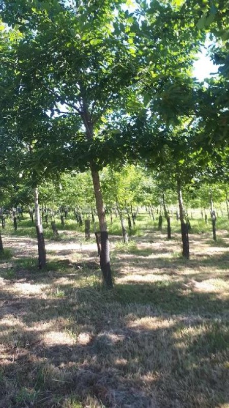 photo_2_commercant