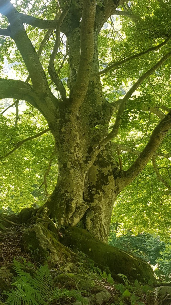 Bain de Forêt Shirin Hoku (AIGNAN)